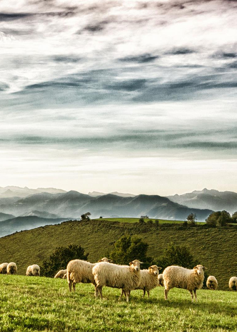 Paysages-de-Soule_brebis-Lambarre_mini