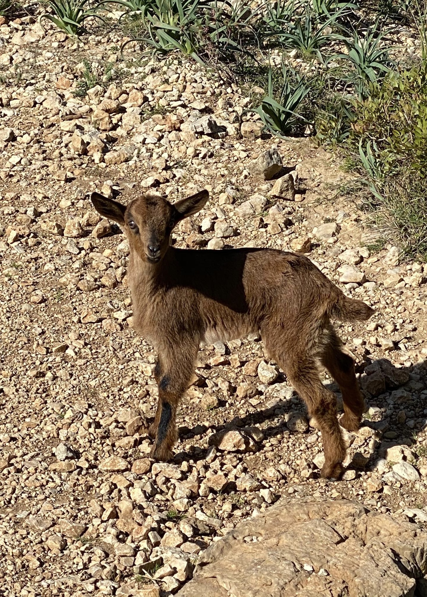 987C7054-635C-4B12-B366-43C32E399ED9_1_201_a